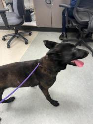 Shelter Stray Female Dog last seen , Los Angeles, CA 91405