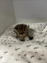 Shelter Stray Unknown Cat last seen , Los Angeles, CA 91405