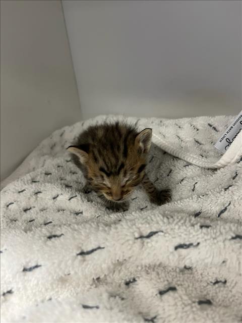 Shelter Stray Unknown Cat last seen , Los Angeles, CA 91405