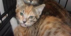 Shelter Stray Unknown Cat last seen , Los Angeles, CA 91405