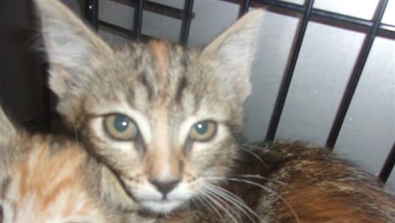 Shelter Stray Unknown Cat last seen , Los Angeles, CA 91405