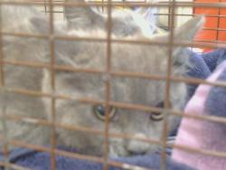 Shelter Stray Unknown Cat last seen GOLDEN DR/MAIN AVE, 95662, Sacramento, CA 95827