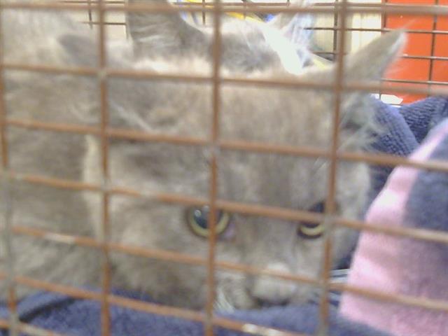 Shelter Stray Unknown Cat last seen GOLDEN DR/MAIN AVE, 95662, Sacramento, CA 95827