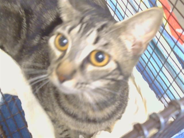 Shelter Stray Female Cat last seen ELSINORE WAY/CASTLE ST, 95628, Sacramento, CA 95827