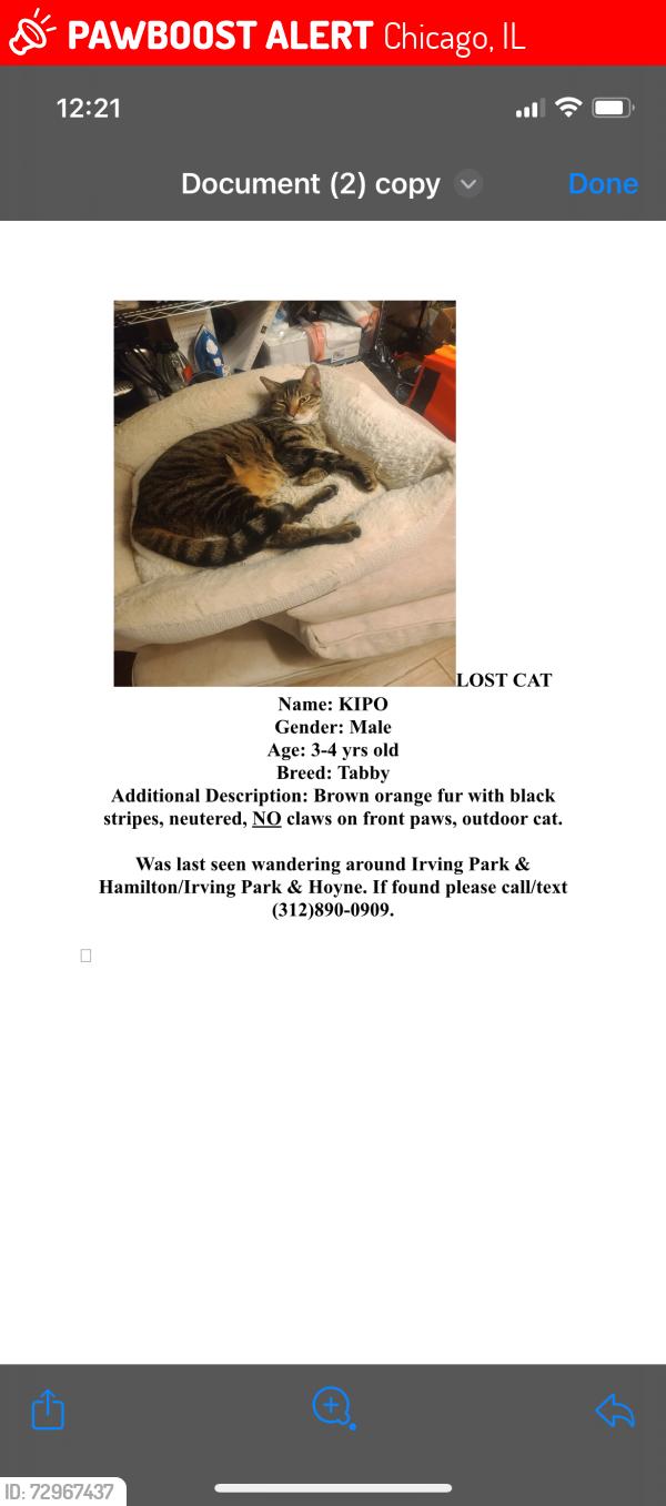 Lost Male Cat last seen Irving Park and Hoyne Ave, Chicago, IL 60618