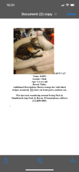 Lost Male Cat last seen Irving Park and Hoyne Ave, Chicago, IL 60618