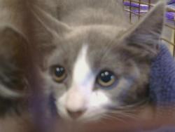 Shelter Stray Unknown Cat last seen GOLDEN DR/MAIN AVE, 95662, Sacramento, CA 95827