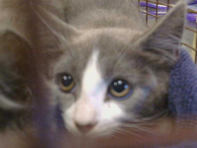Shelter Stray Unknown Cat last seen GOLDEN DR/MAIN AVE, 95662, Sacramento, CA 95827
