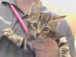 Shelter Stray Male Cat last seen ELSINORE WAY/CASTLE ST, 95628, Sacramento, CA 95827