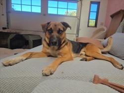 Shelter Stray Male Dog last seen Near BLOCK  CIBOLA CIRCLE, 100 Caja Del Rio Rd, Santa Fe, NM 87507, USA