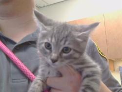 Shelter Stray Male Cat last seen ELSINORE WAY/CASTLE ST, 95628, Sacramento, CA 95827