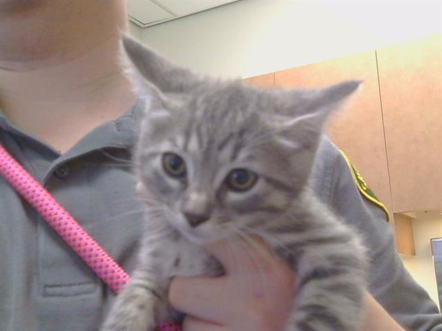 Shelter Stray Male Cat last seen ELSINORE WAY/CASTLE ST, 95628, Sacramento, CA 95827