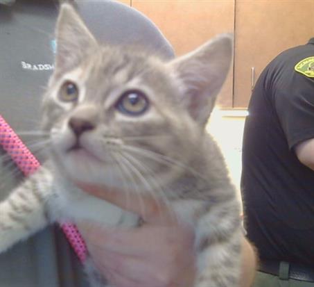 Shelter Stray Female Cat last seen ELSINORE WAY/CASTLE ST, 95628, Sacramento, CA 95827