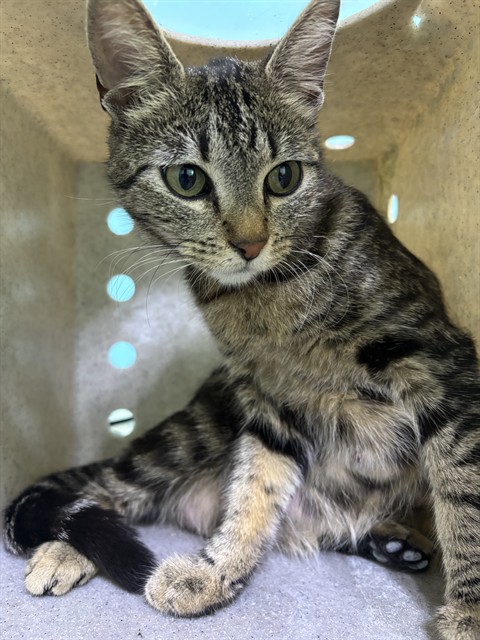 Shelter Stray Unknown Cat last seen , Irwindale, CA 91706