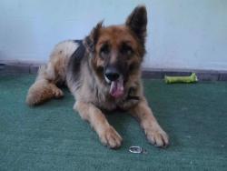 Shelter Stray Male Dog last seen , Irwindale, CA 91706