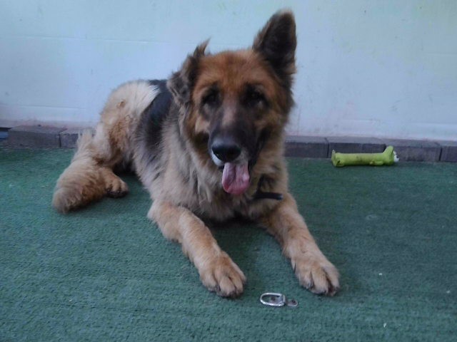 Shelter Stray Male Dog last seen , Irwindale, CA 91706