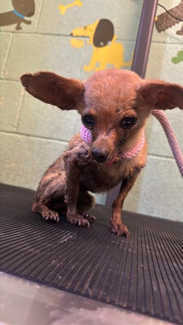 Shelter Stray Female Dog last seen EL CAMINO AVE AT RIO LINDA BLVD, Sacramento, CA 95818