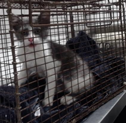 Shelter Stray Female Cat last seen OAKDALE/BALDWIN, San Francisco, CA 94103