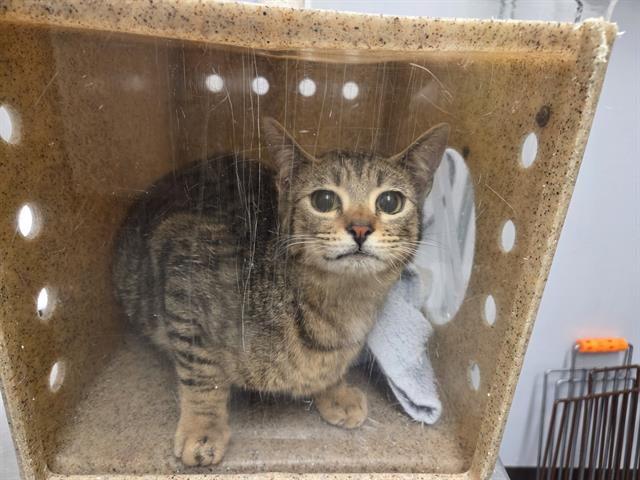 Shelter Stray Female Cat last seen Near BLOCK 3RD AVE S, KENT WA 98032, Kent, WA 98032