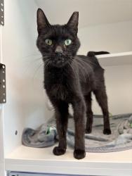 Shelter Stray Male Cat last seen Near , Indianapolis, IN 46221