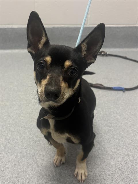 Shelter Stray Male Dog last seen Near , Indianapolis, IN 46221