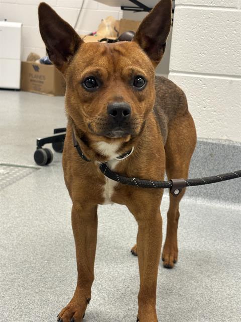 Shelter Stray Male Dog last seen Near , Indianapolis, IN 46221