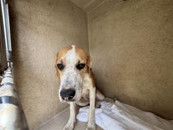 Shelter Stray Unknown Dog last seen Near BLOCK SE 38TH ST, OKLAHOMA CITY OK 73129, Oklahoma City, OK 73129