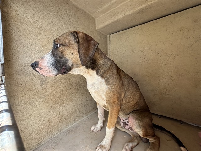 Shelter Stray Unknown Dog last seen Near BLOCK SE 38TH ST, OKLAHOMA CITY OK 73129, Oklahoma City, OK 73129