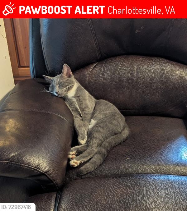 Lost Male Cat last seen Dry Bridge Road , Charlottesville, VA 22903