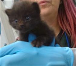 Shelter Stray Unknown Cat last seen , Oklahoma City, OK 73129