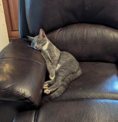 Lost Male Cat last seen Dry Bridge Road, Charlottesville, VA 22903