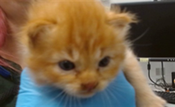 Shelter Stray Unknown Cat last seen , Oklahoma City, OK 73129