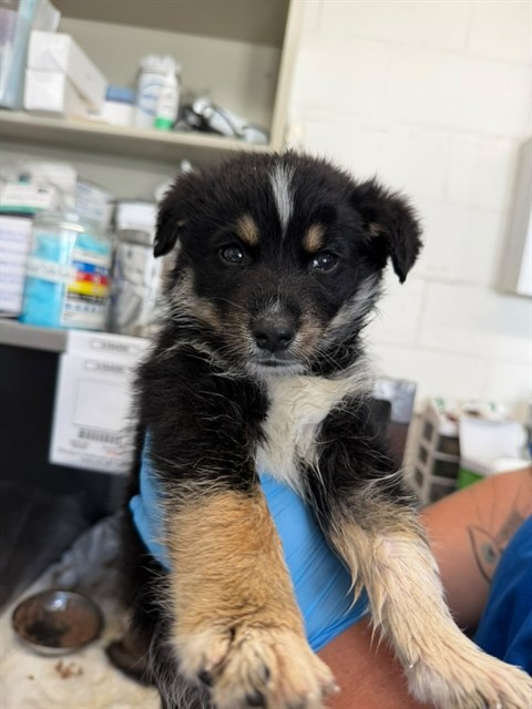 Shelter Stray Male Dog last seen N LITTLE MOUNTAIN DR X 33RD ST, San Bernardino, CA 92401