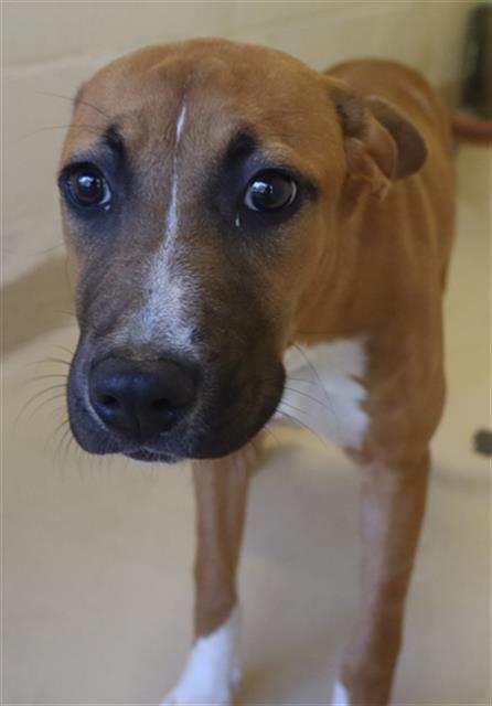 Shelter Stray Female Dog last seen Near BLOCK CHANDLER AVE, Columbia, SC 29209