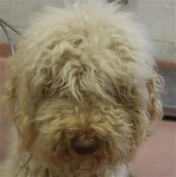 Shelter Stray Female Dog last seen Near BLOCK LA BREW DR, Columbia, SC 29209