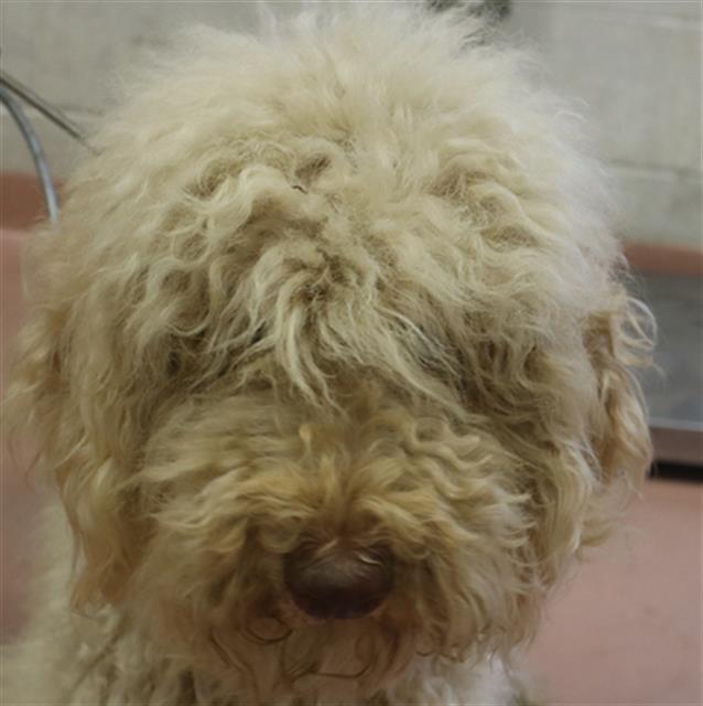 Shelter Stray Female Dog last seen Near BLOCK LA BREW DR, Columbia, SC 29209