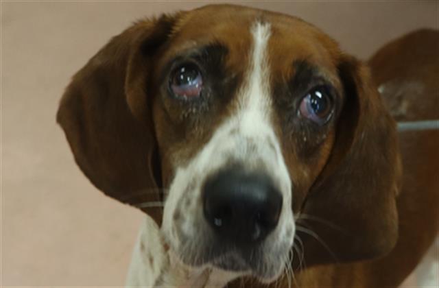 Shelter Stray Male Dog last seen Near BLOCK ROBIN HOOD RD, Columbia, SC 29209