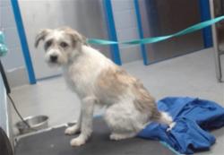 Shelter Stray Male Dog last seen Near BLOCK ATRISCO RANCH RD SW, Albuquerque, NM 87121