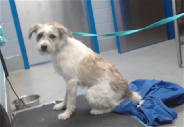 Shelter Stray Male Dog last seen Near BLOCK ATRISCO RANCH RD SW, Albuquerque, NM 87121