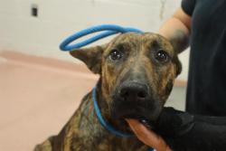 Shelter Stray Female Dog last seen Near BLOCK LA BREA DR, Columbia, SC 29209