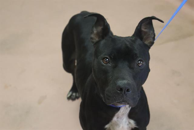 Shelter Stray Female Dog last seen GLENMANOR DR, Columbia, SC 29209