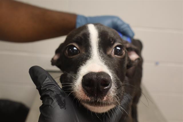 Shelter Stray Male Dog last seen Near BLOCK CHARIOT WAY, Columbia, SC 29209