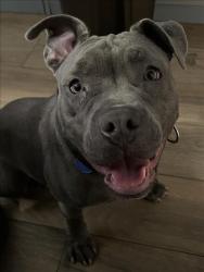 Shelter Stray Female Dog last seen , Los Angeles, CA 90031