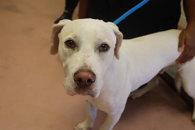 Shelter Stray Male Dog last seen Near BLOCK W BELTLINE BLVD, Columbia, SC 29209