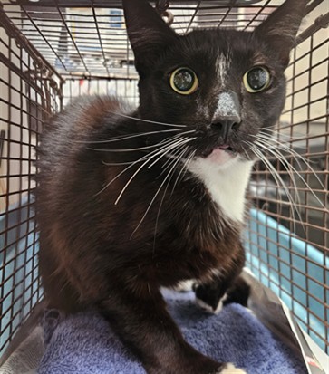Shelter Stray Unknown Cat last seen , Los Angeles, CA 90031