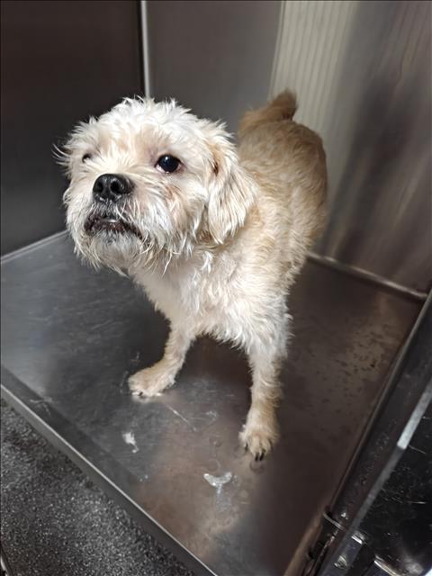Shelter Stray Male Dog last seen , Los Angeles, CA 90031