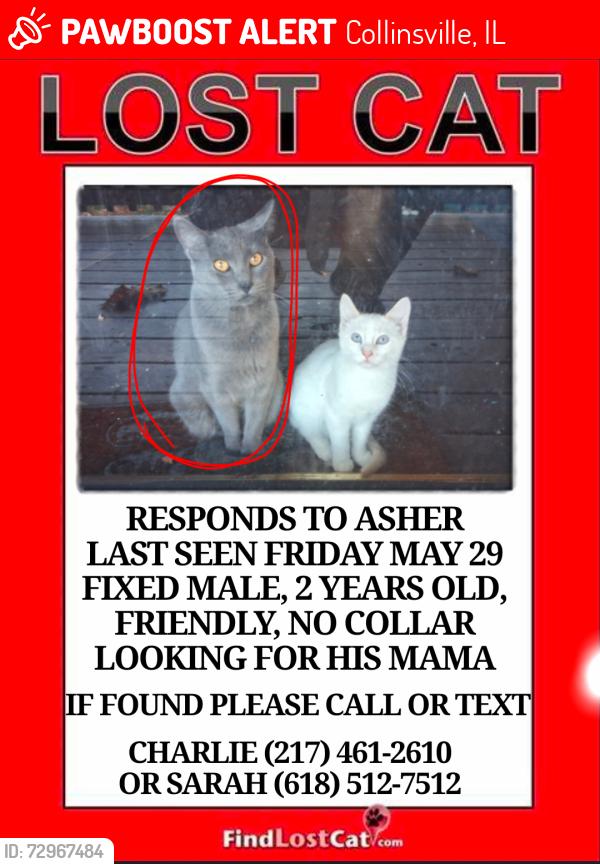 Lost Male Cat last seen Bus Lot, Collinsville, IL 62234