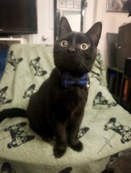 Lost Male Cat last seen Orleans apmts, Columbus, OH 43221