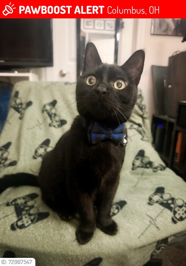 Lost Male Cat last seen Orleans apmts, Columbus, OH 43221