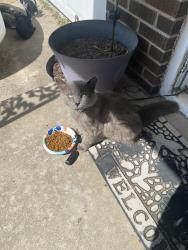 Found/Stray Male Cat last seen Near and Portland , Oklahoma City, OK 73107